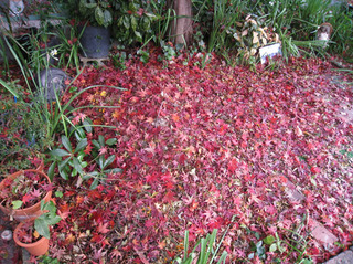 002momiji3.jpg