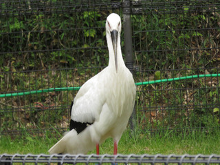 コウノトリ.jpg