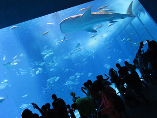 美ら海水族館.jpg