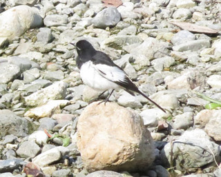 芥川の鳥.jpg