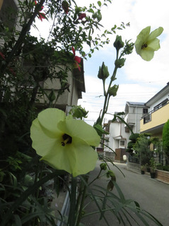 花オクラ.jpg