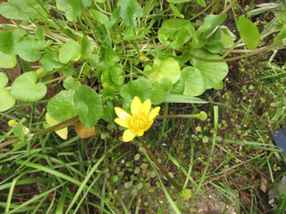 金立花.jpg