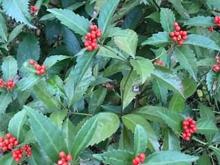 IMG_1784.jpg