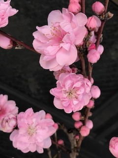 IMG_3291.jpg