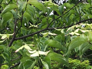 IMG_3738.jpg