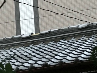 IMG_4626.jpg