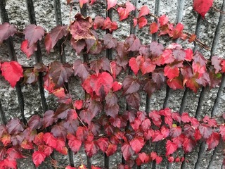 IMG_7009.jpg
