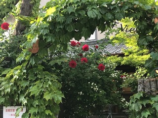IMG_8226.JPG