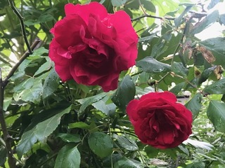 IMG_8303.JPG